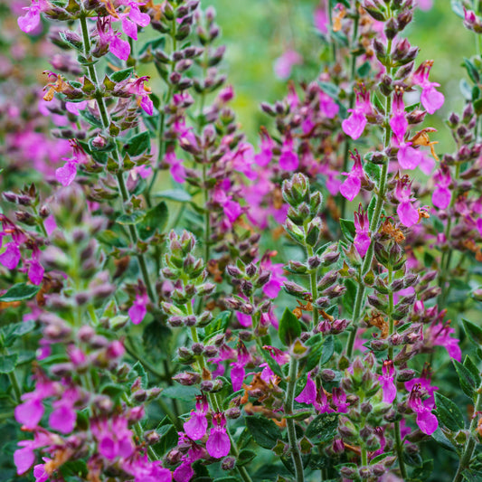 Gamander - Teucrium x lucidrys - Tuinplanten