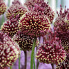 Sieruien Red Mohican - Allium amethystinum 'red mohican' - Bloembollen