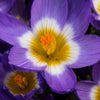 Prachtige Crocussen Tricolor - Crocus nivalis 'tricolor' - Bloembollen