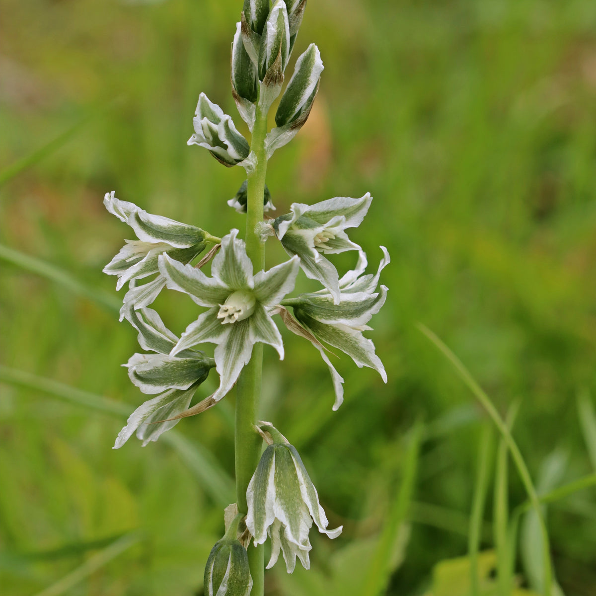 Ornithogalum Saundersiae - Kaapse Vogelmelk - Voorjaarsbloeiers