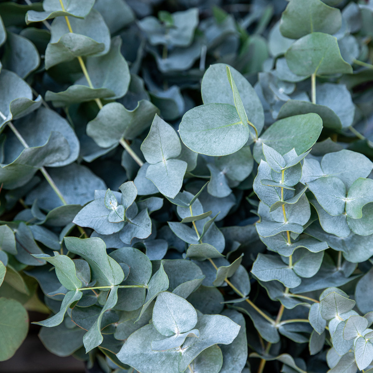 Gomboom 'Baby Blue' - Eucalyptus pulverulenta Baby Blue - Bakker