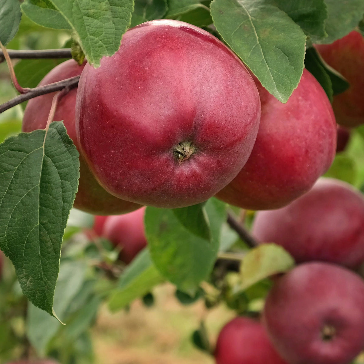 Appelboom 'Marylin Red' - Bakker