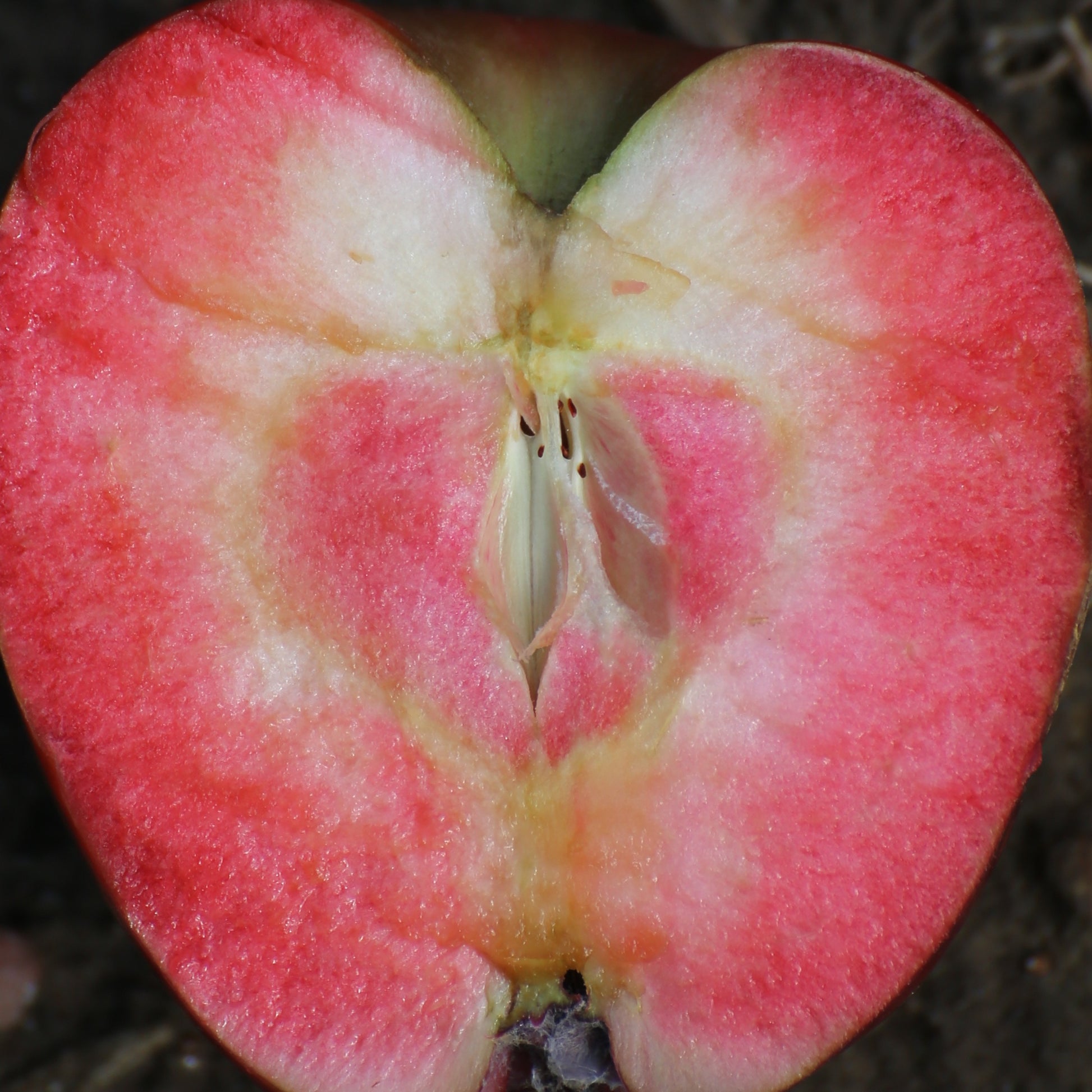 Appelboom 'Marylin Red' - Malus domestica 'marilyn red' - Fruitbomen