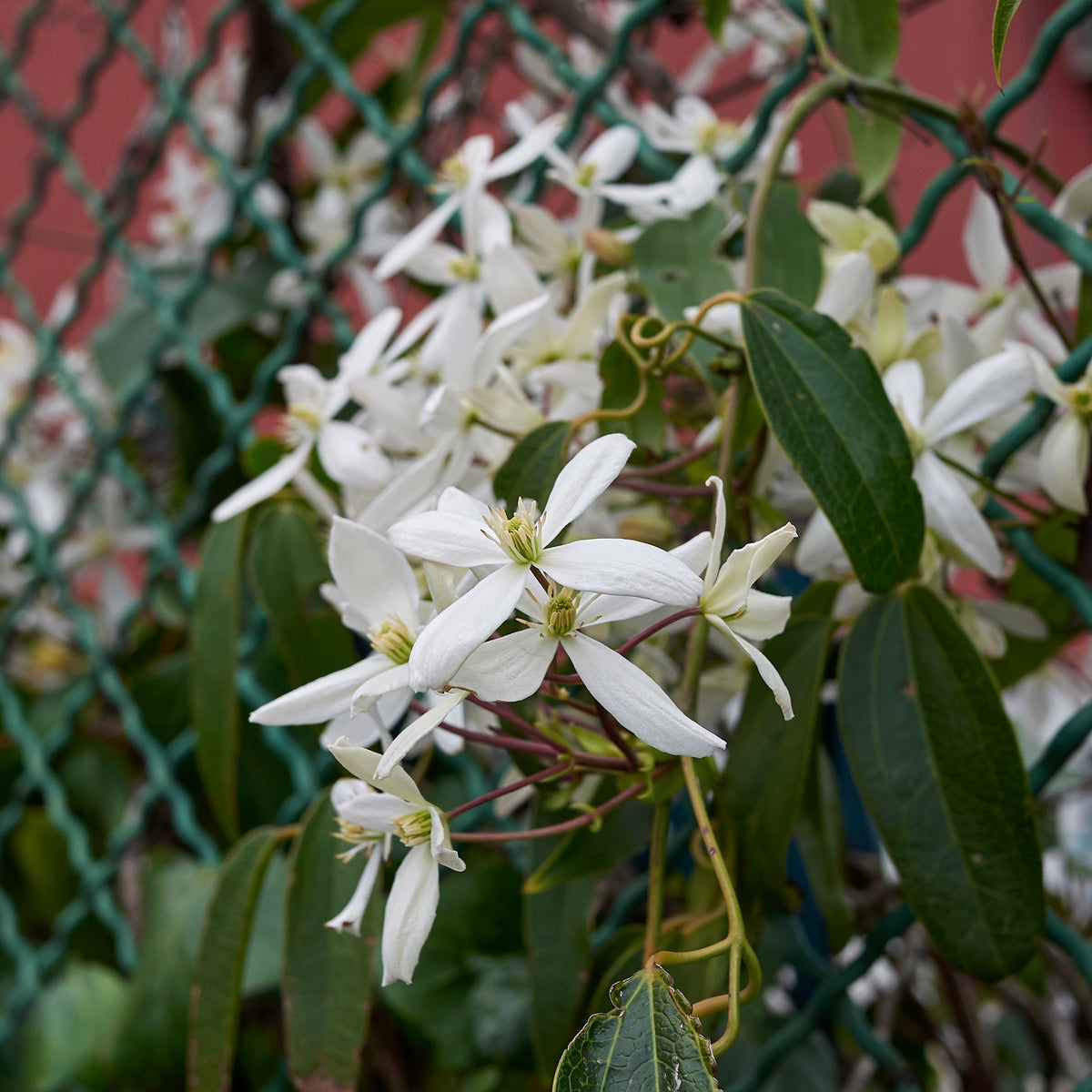 Bosrank 'Little White Charm' - Clematis armandii 'little white charm' - Bakker