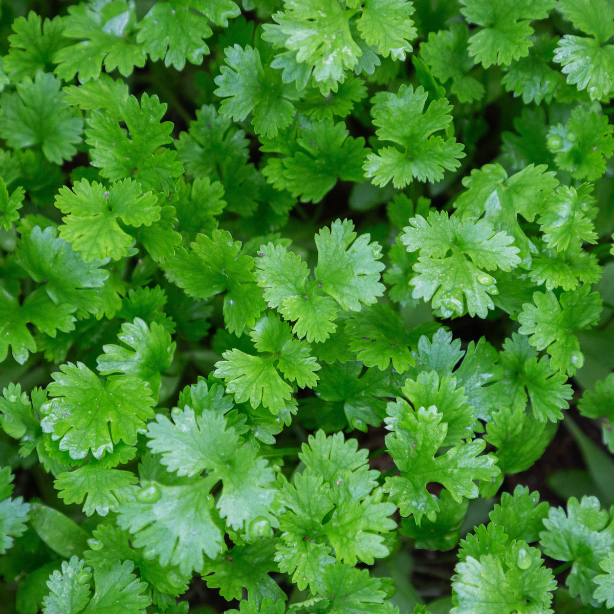 Coriandrum sativum - Koriander - Kruidenplanten