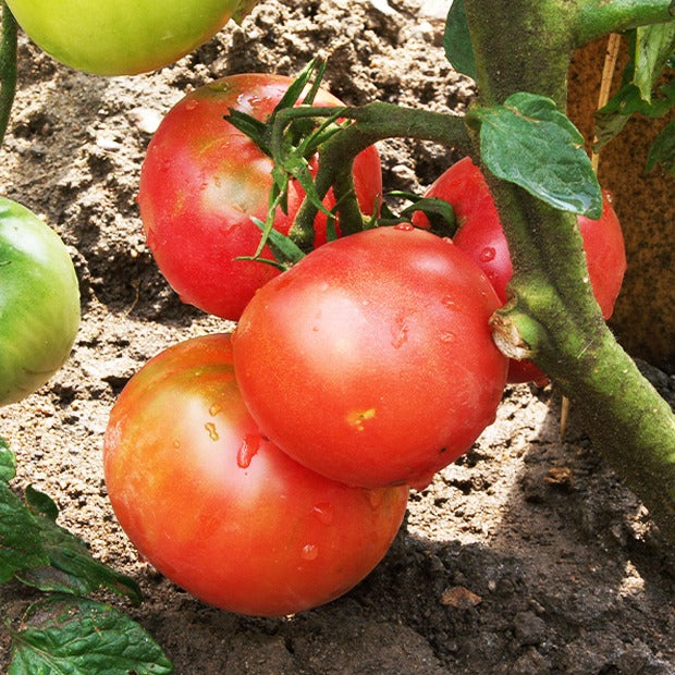 Tomaat 'Berner Rose' - Moestuin