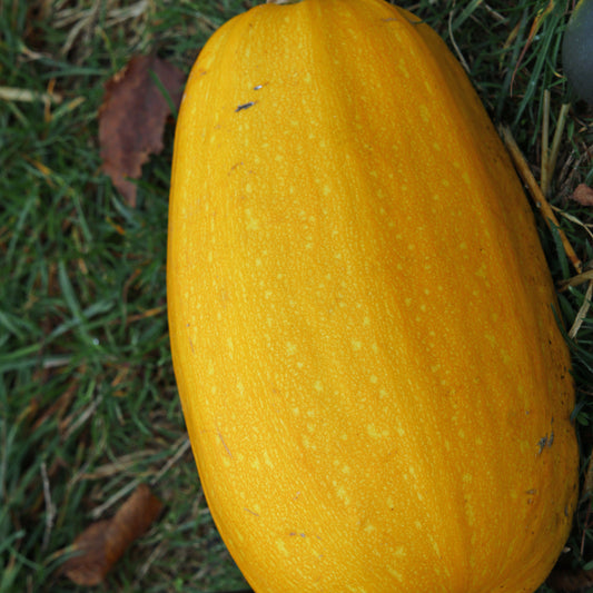 Spaghettipompoen - Bakker