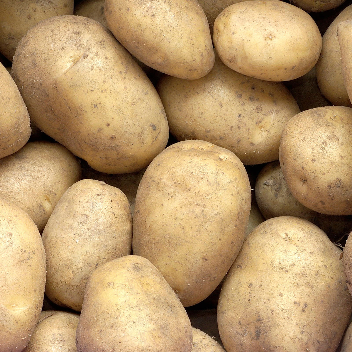 Aardappel 'Minette' - Bakker