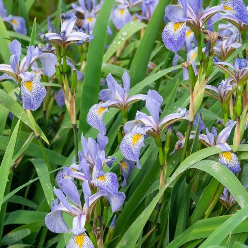 Versicolor Iris - Bakker