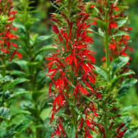Scharlaken Lobelia - Bakker