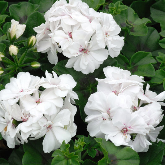 Geranium - Bakker