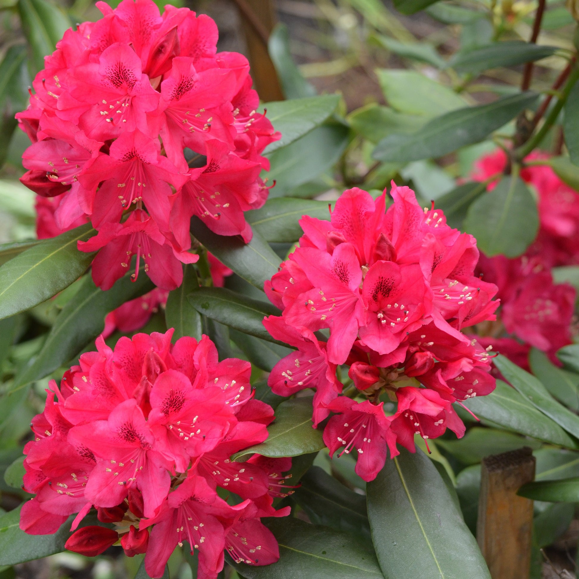 Rhododendron 'Nova Zembla' - Rhododendron Nova Zembla - Tuinplanten