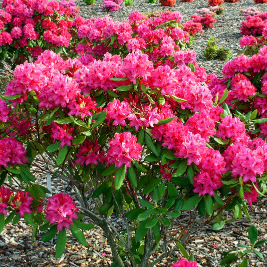 Rhododendron 'Nova Zembla'