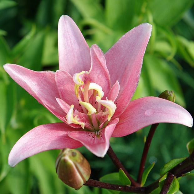 Dubbelbloemige lelie 'Elodie' (x3) - Lilium elodie - Bakker
