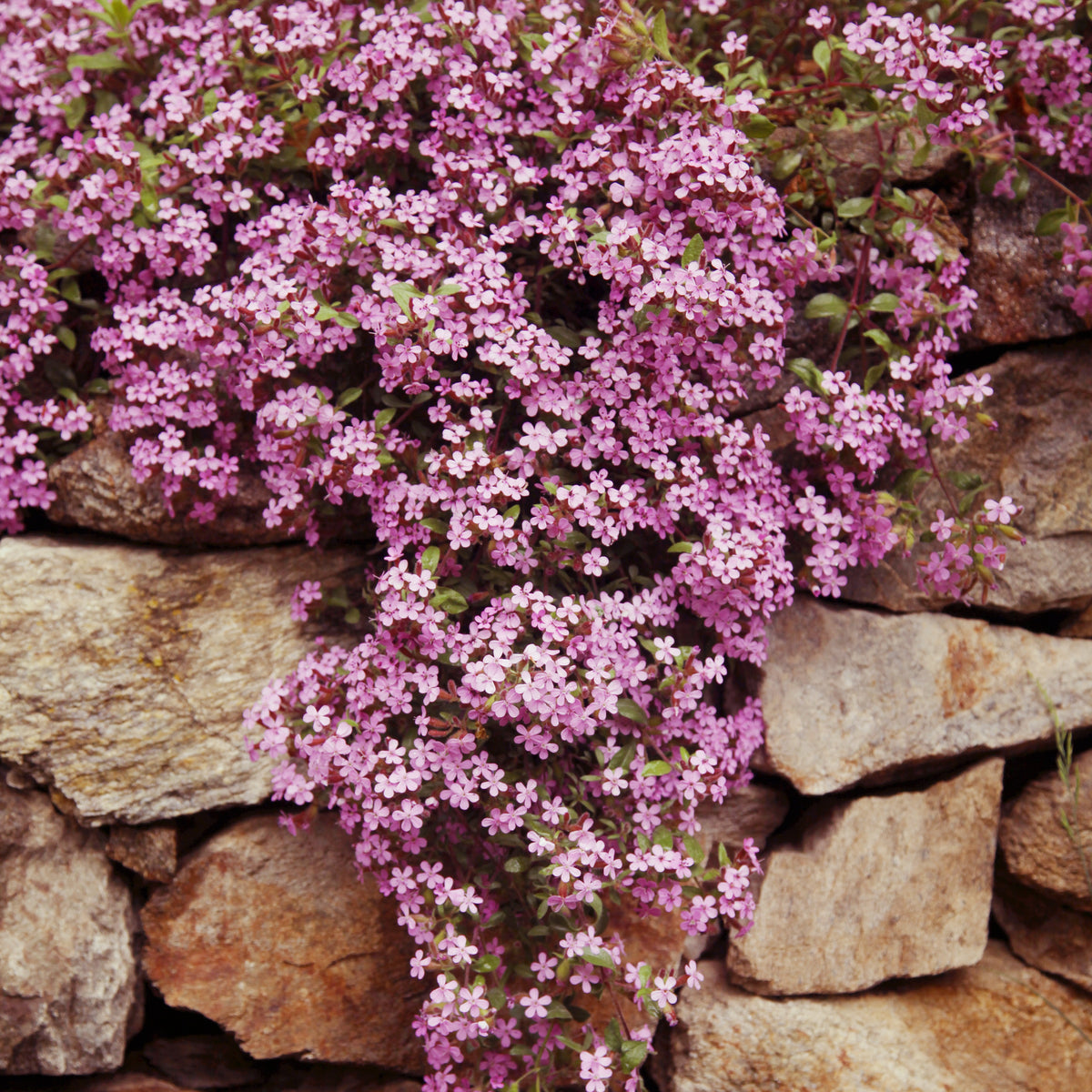 Saponaria ocymoïdes - Zeepkruid (x5) - Naakte wortels
