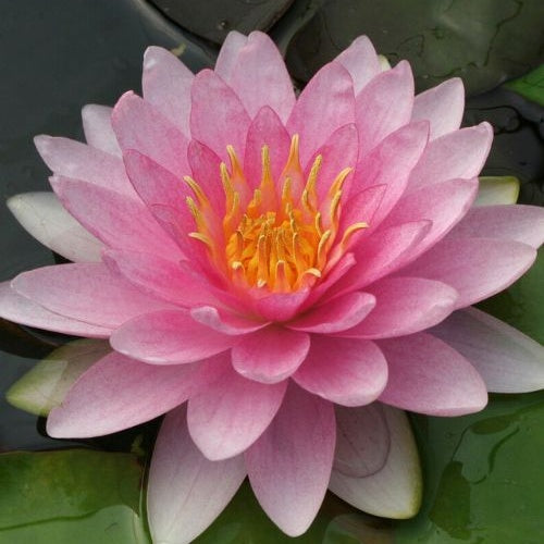 Waterlelie Nymphaea 'Hollandia' roze - Nymphaea Hollandia - Bakker