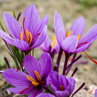 Saffraankrokus (x10) - Crocus sativus - Krokussen