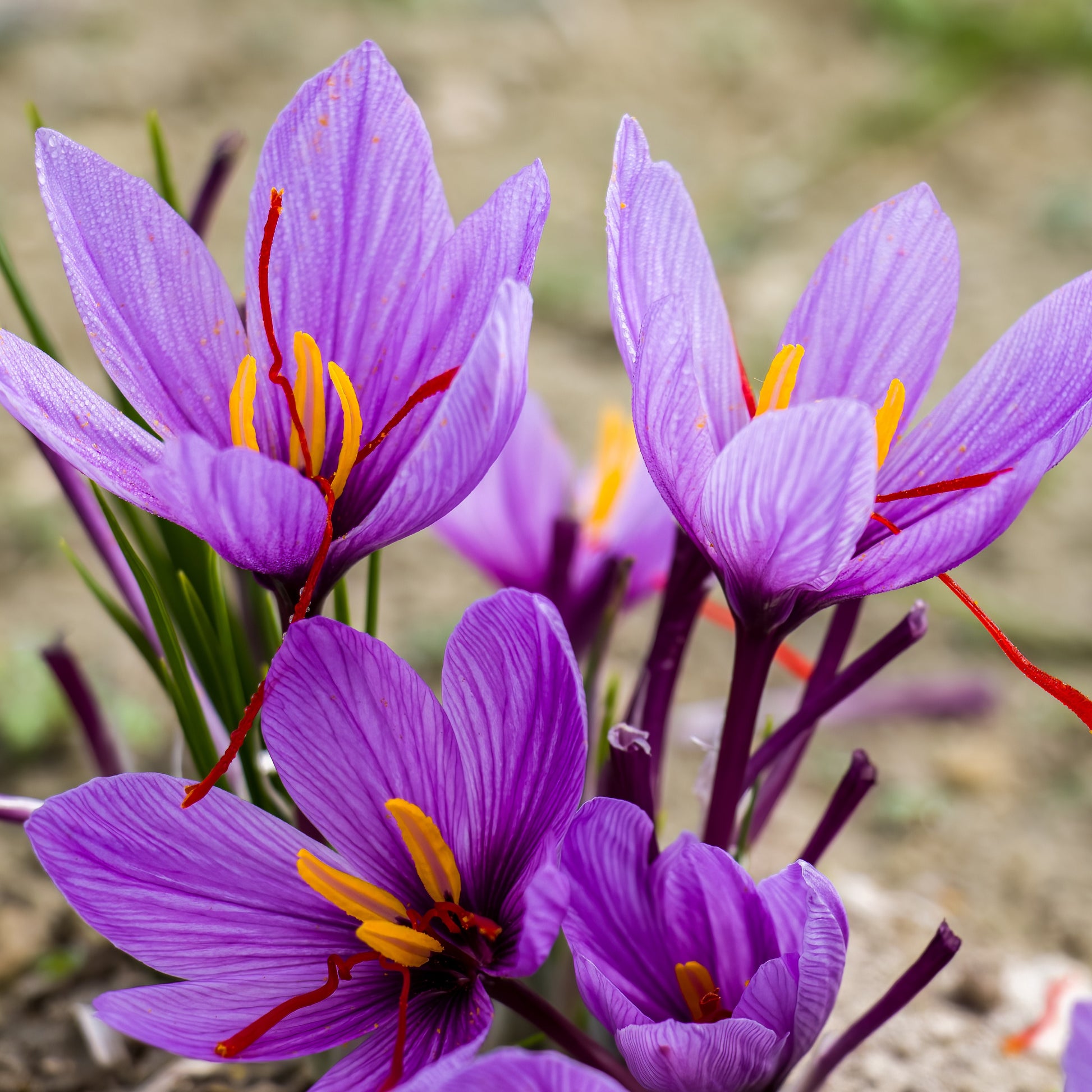 Saffraankrokus (x10) - Crocus sativus - Krokussen