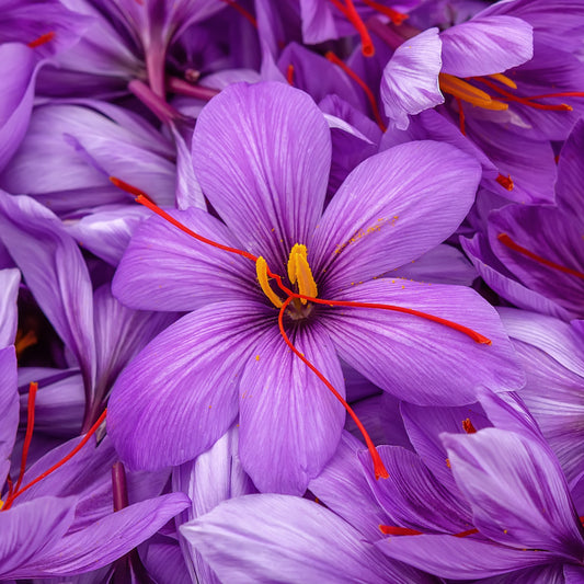 Saffraankrokus - Crocus sativus - Bloembollen