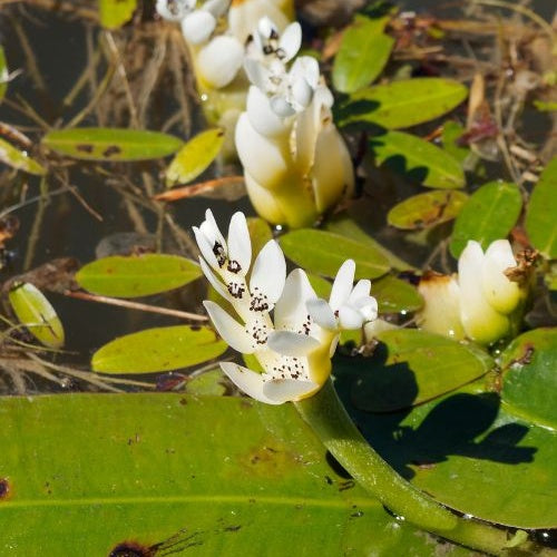 Water vanille - Aponogeton distachyos - Bakker