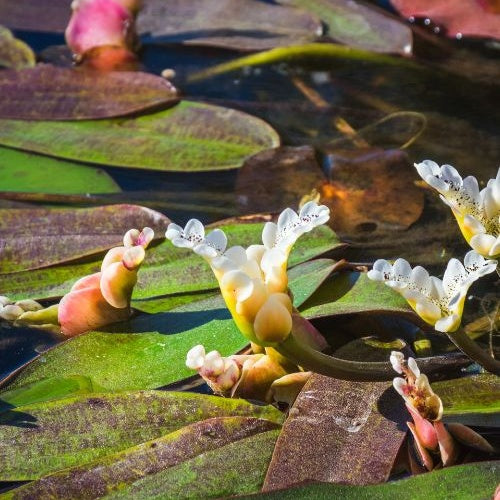 Alle vijverplanten - Water vanille - Aponogeton distachyos