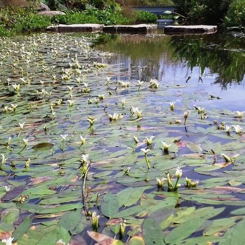 Verkoop Water vanille - Aponogeton distachyos