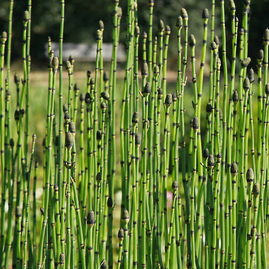 Japanse holpijp - Bakker