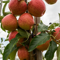 Appelboom 'Gala' - Malus domestica 'gala' - Appels