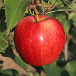 Appelboom 'Gala' - Bakker