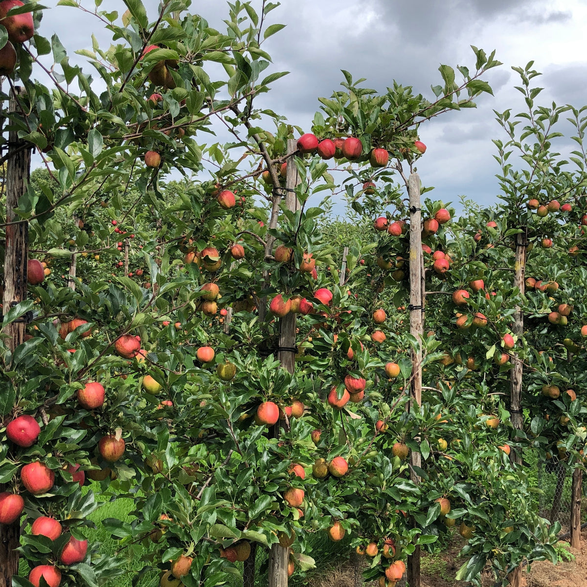 Appelbomen - Appelboom 'Gala' - Malus domestica Gala