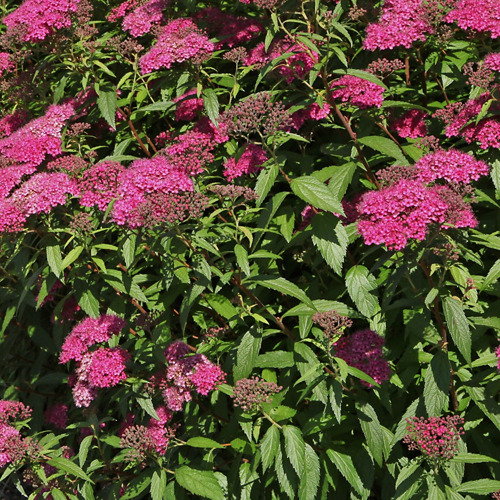 Japanse spierstruik 'Anthony Waterer' - Spiraea japonica anthony waterer - Heesters