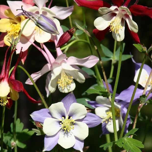 Akelei 'McKana Hybrids' (x5) - Bakker