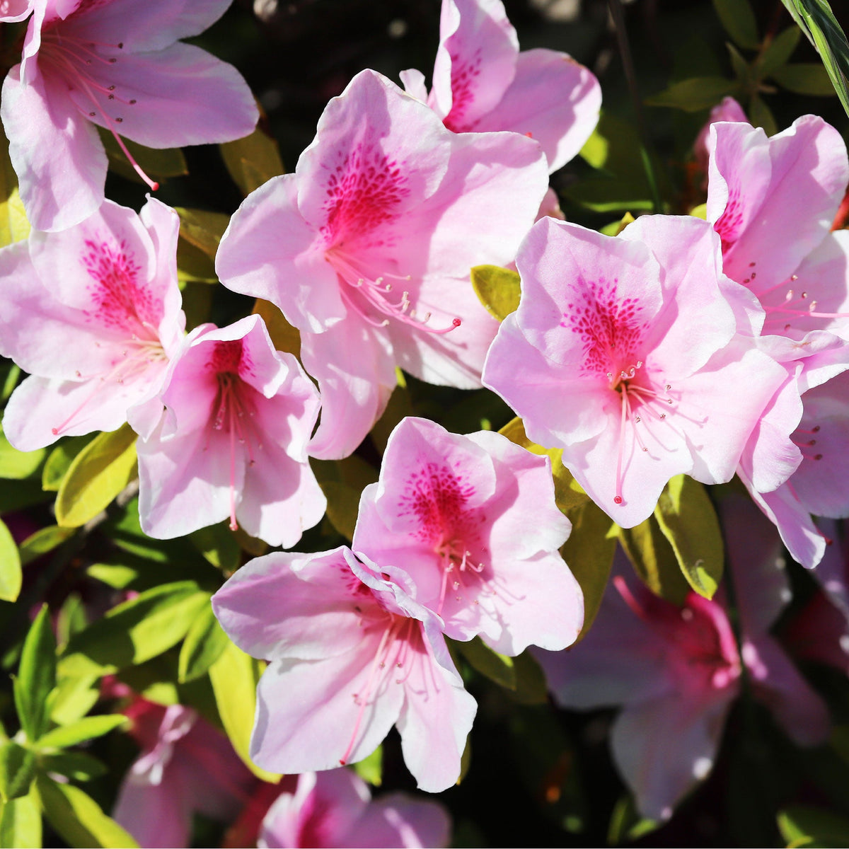 Rhododendron 'Nova Zembla' - Bakker