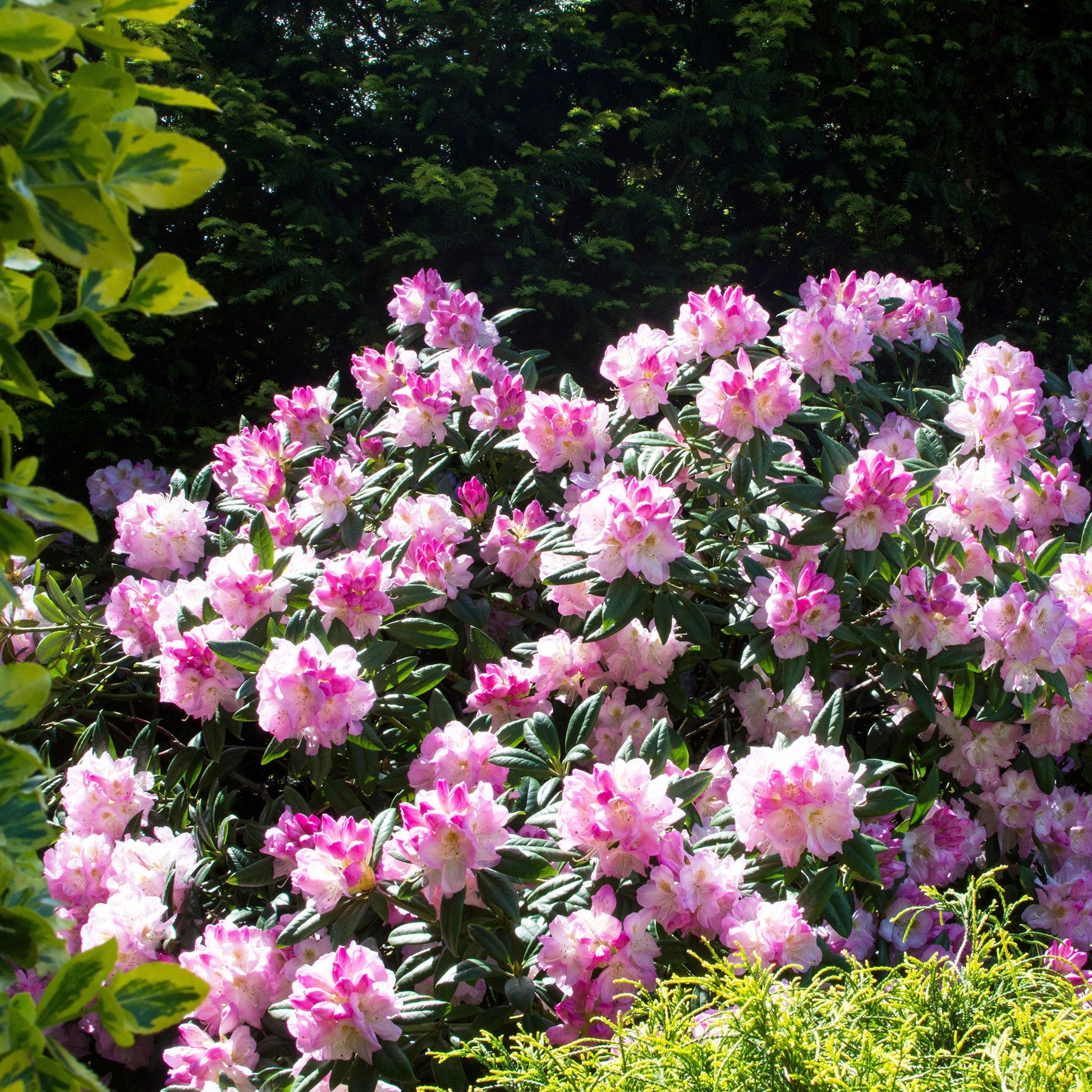 Rhododendron 'Nova Zembla' - Rhododendron yakushimanum doc - Heesters