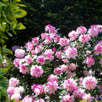 Verkoop Rhododendron 'Nova Zembla' - Rhododendron yakushimanum Doc