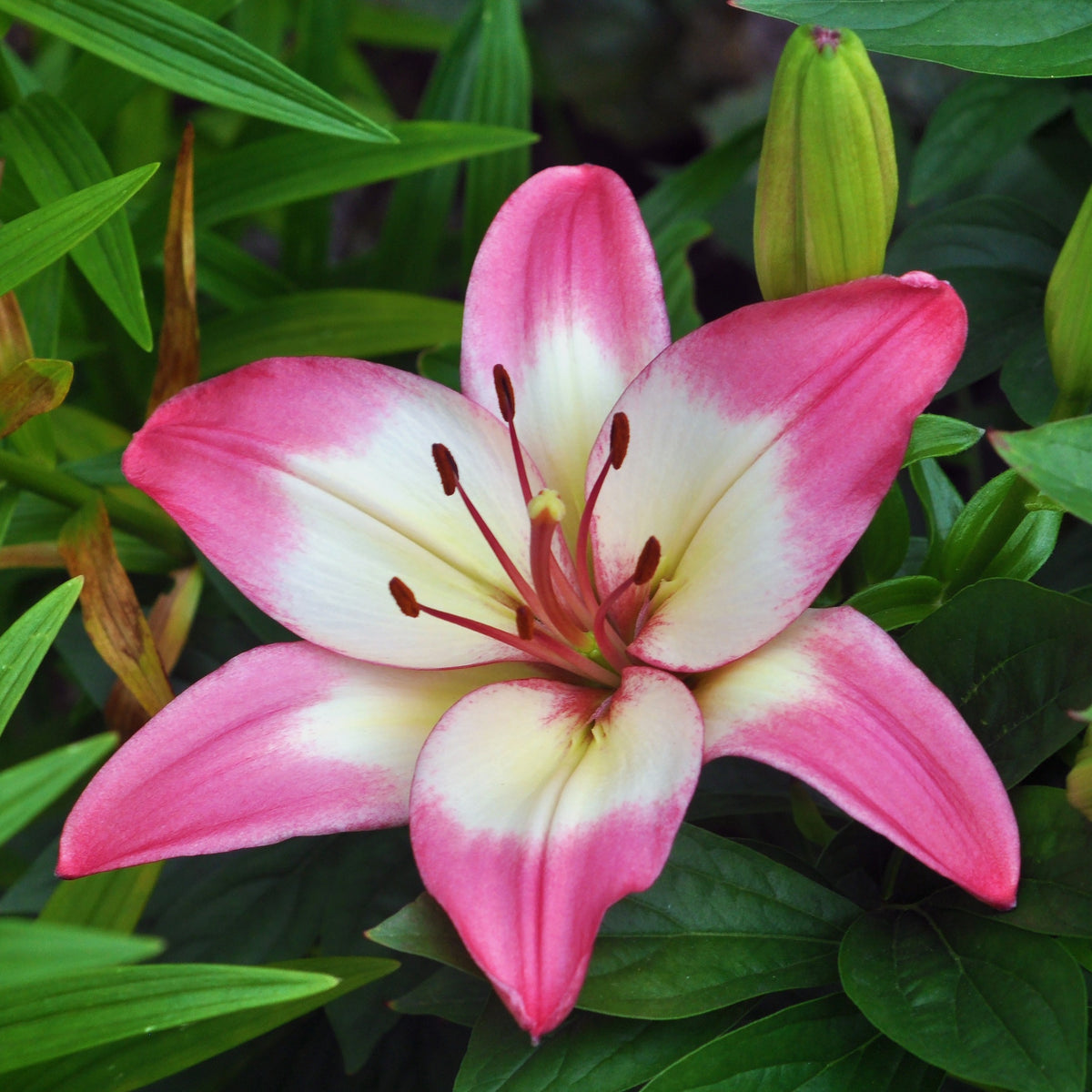 Lelie - Asiatische lelie 'Levi' - Lilium 'levi'