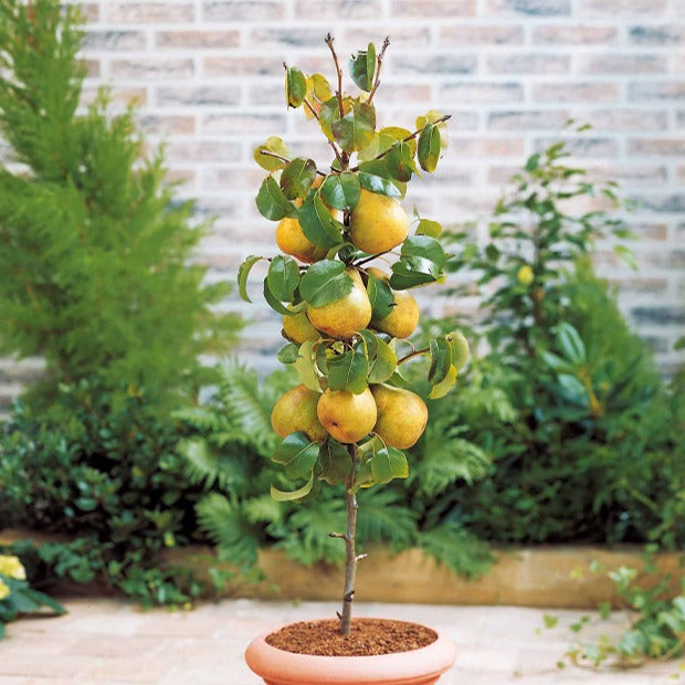 Perenboom 'Conference' - Pyrus communis Conférence - Bakker
