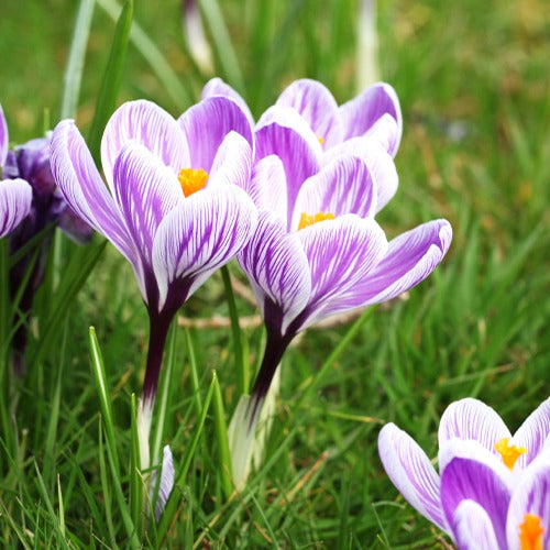 Crocus vernus pick wick - Grootbloemige krokus 'Pickwick' (x15) - Krokus