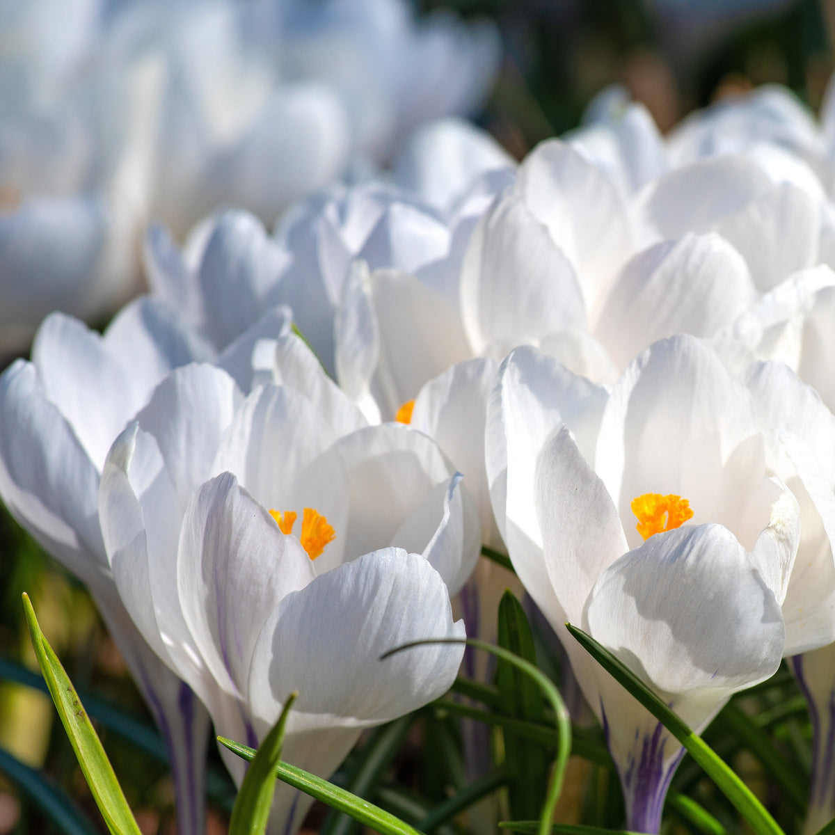 Grootbloemige Krokus 'Jeanne d'Arc' (x15) - Crocus vernus jeanne d'arc - Bakker