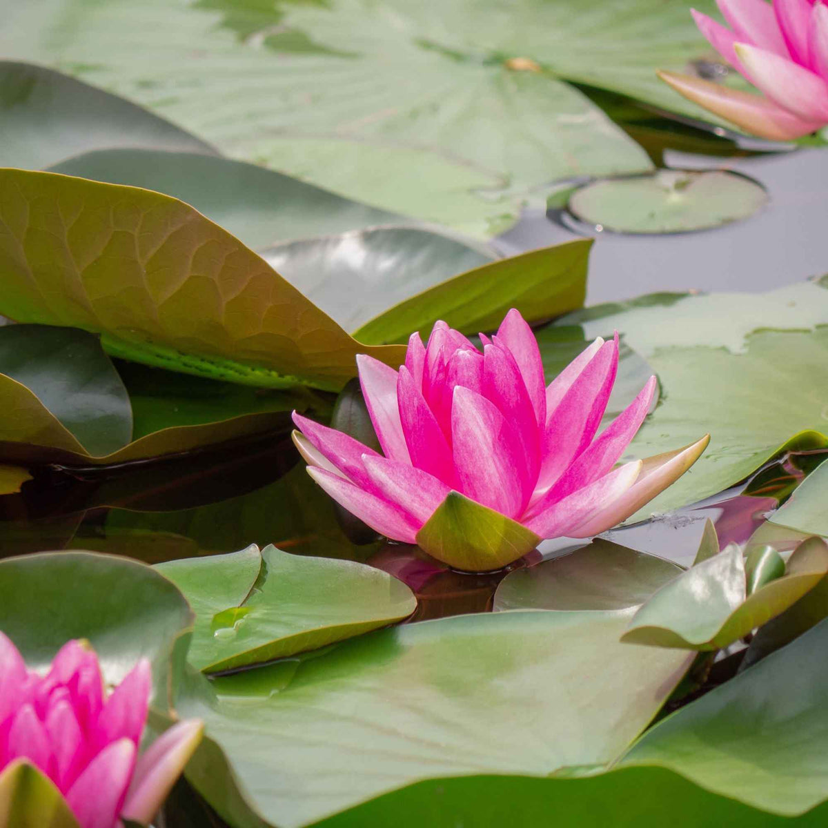Nymphaea escarboucle - Waterlelie 'Escarboucle' - Waterlelies