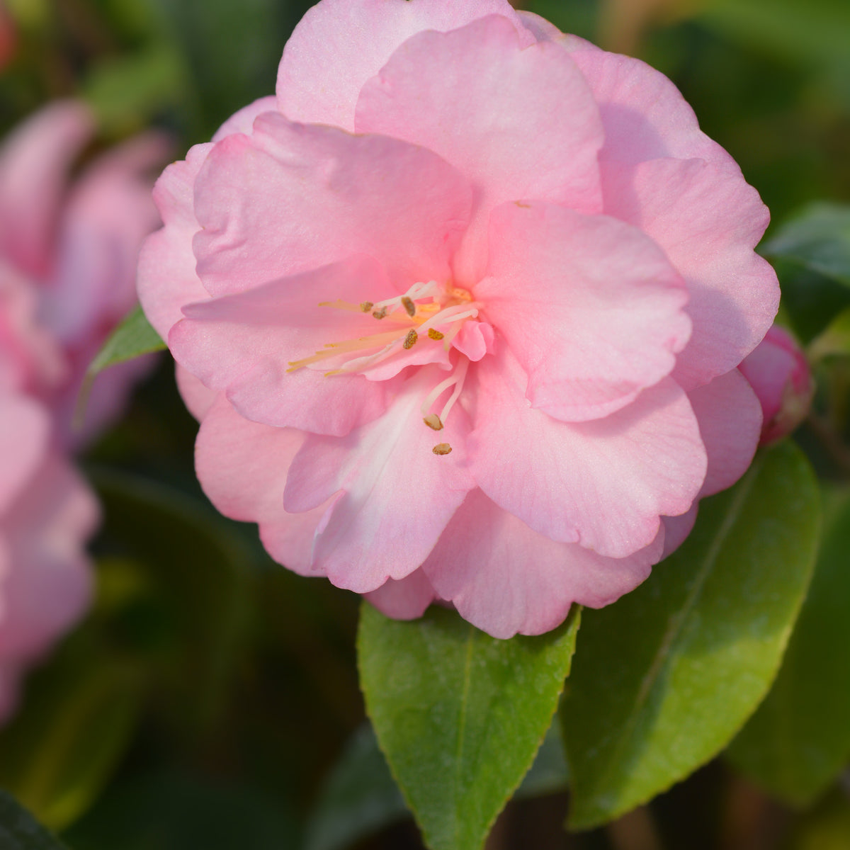 Japanse roos 'Spring Festival' - Bakker
