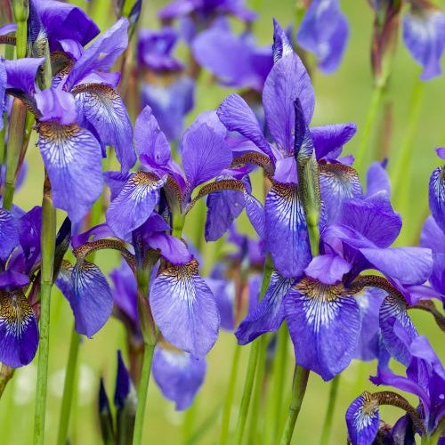 Siberische iris - Bakker