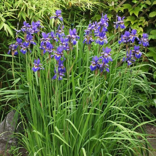 Siberische iris - Iris sibirica - Bakker