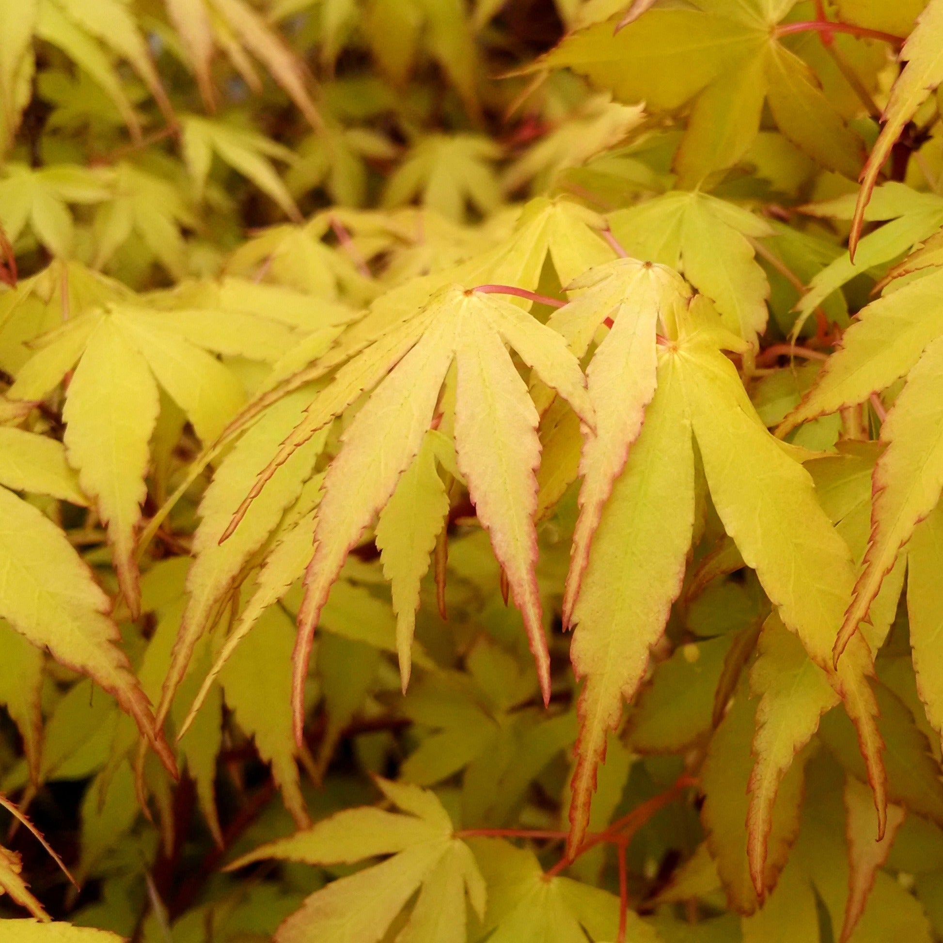 Japanse esdoorn 'Katsura' - Acer palmatum katsura