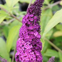 Vlinderstruik 'Royal Red' - Buddleja davidii royal red - Vlinderstruiken en bijenplanten