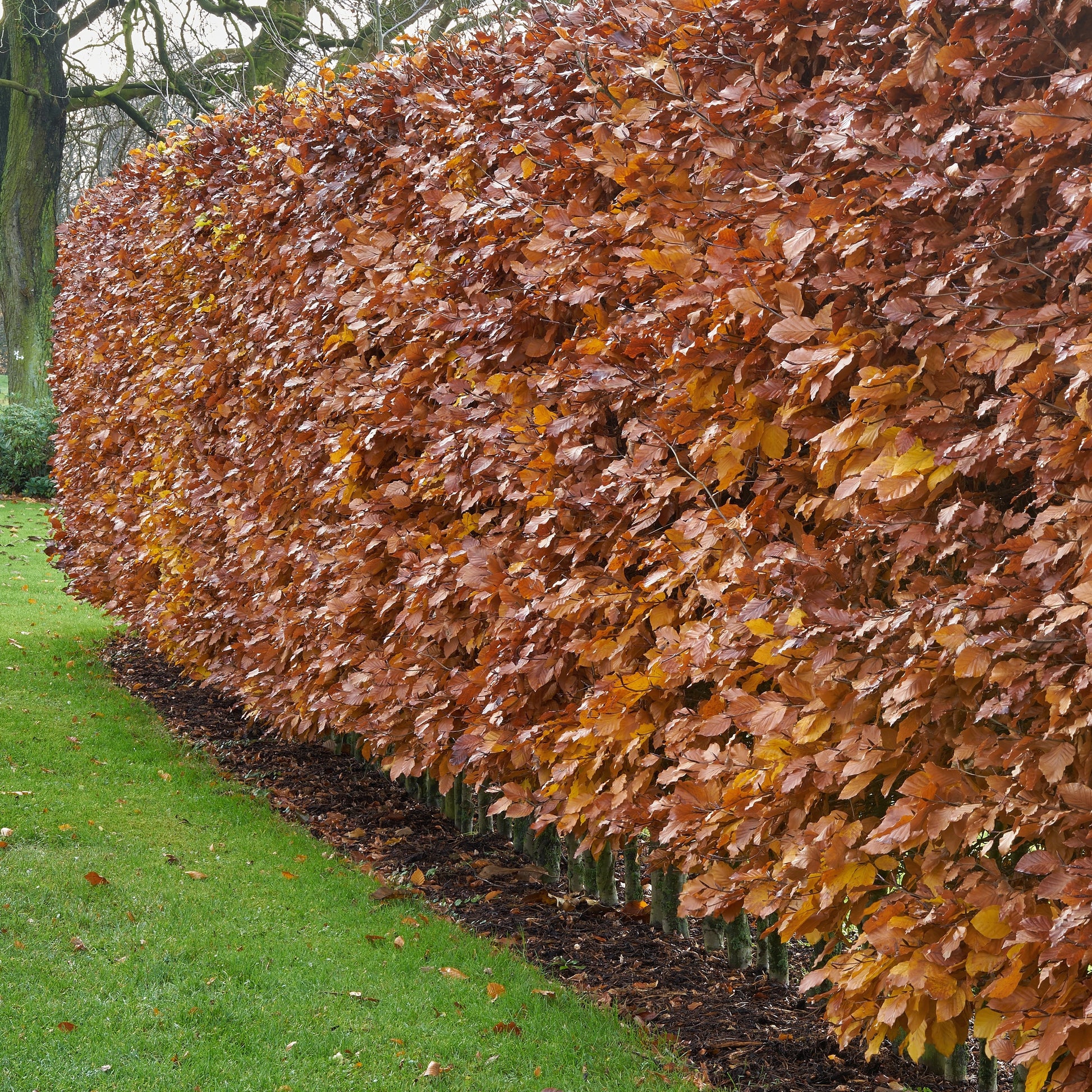 Beukenhaag - Fagus sylvatica