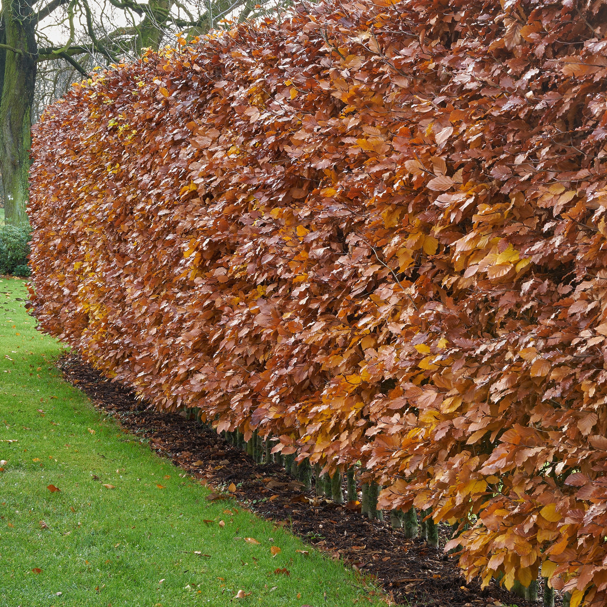 Fagus sylvatica - Beukenhaag - Beuk