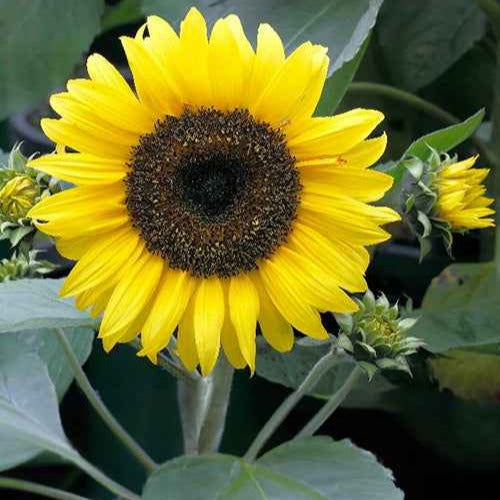 Zonnebloem 'Sunspot' - Bakker