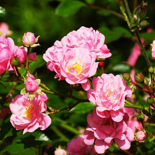 Bodembedekkende roos 'The Fairy'® - Bodembedekkende rozen - Bakker