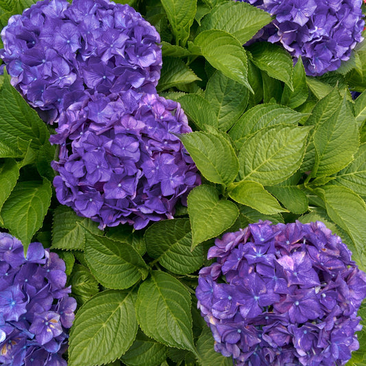 Boerenhortensia 'Deep Purple Dance' - Bakker